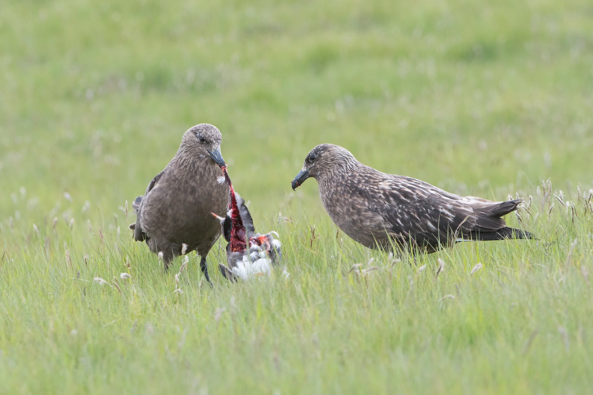 Skuas eat Lundi Nikon D500 + Nikon 200-400mm f/4.0VR