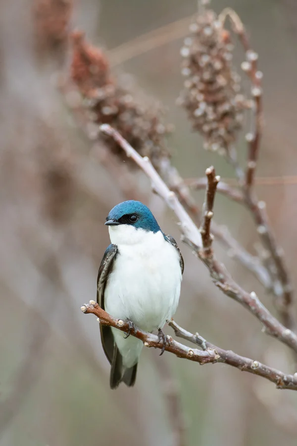 Tree Swallow in Sumac Nikon D500 + Nikon 200-400mm f4 VR