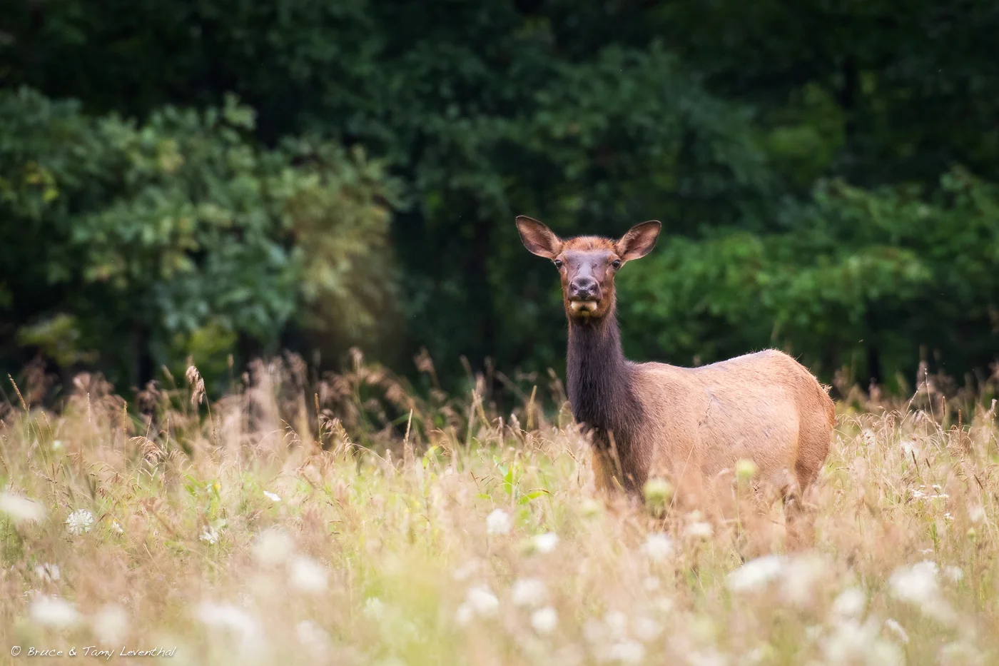 Cow elk in summer foliage. Elk County, PA Nikon D500 / Nikkor 200-400mm f/4VR / Induro GIT303 w/BHL3S Ball Head