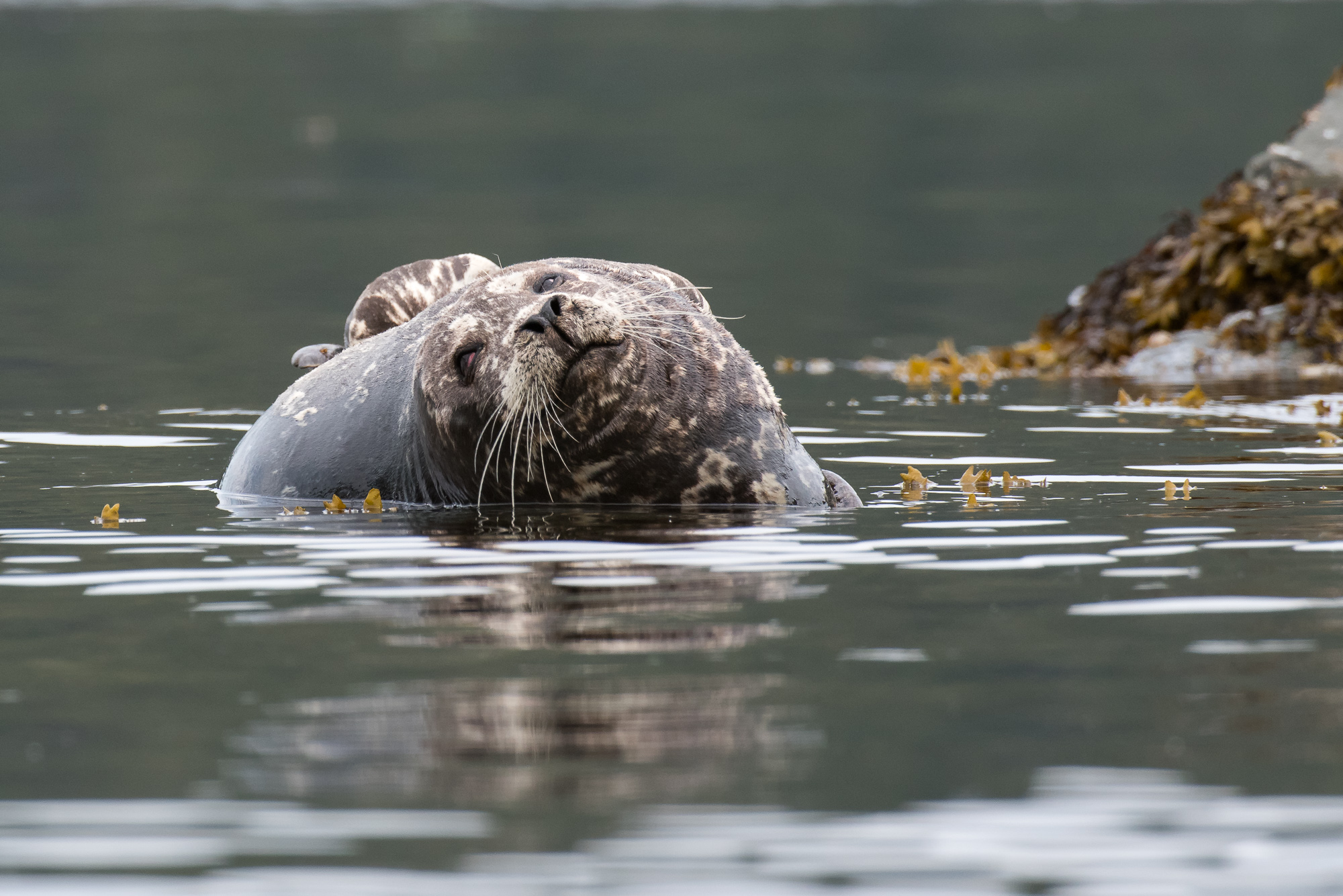 HarborSeal_LEV0369-Edit.jpg