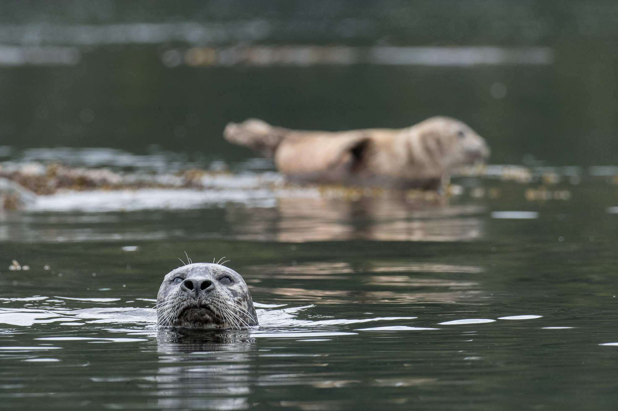 HarborSeal_LEV0425.jpg