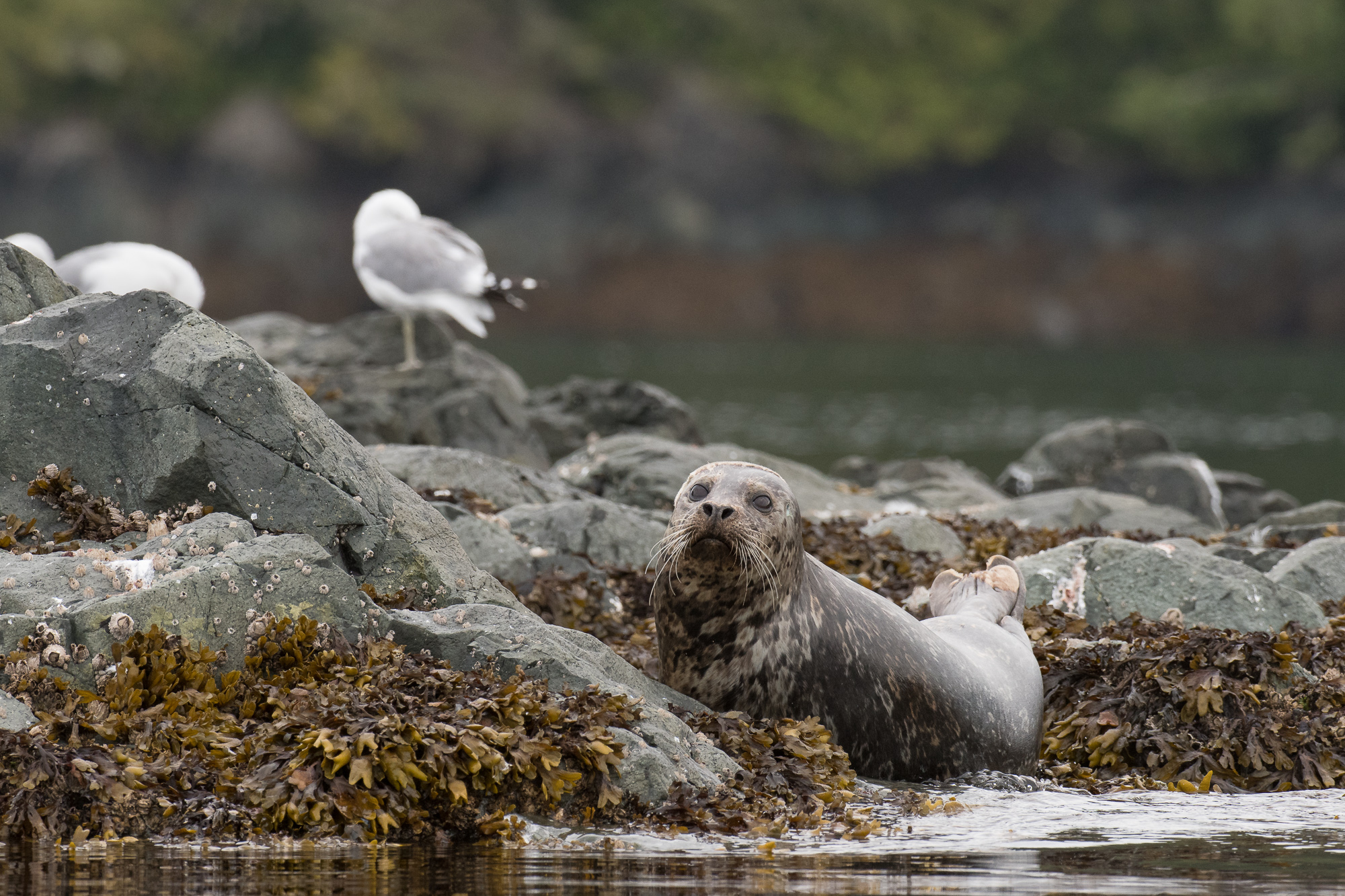 HarborSeal_LEV0436-Edit.jpg