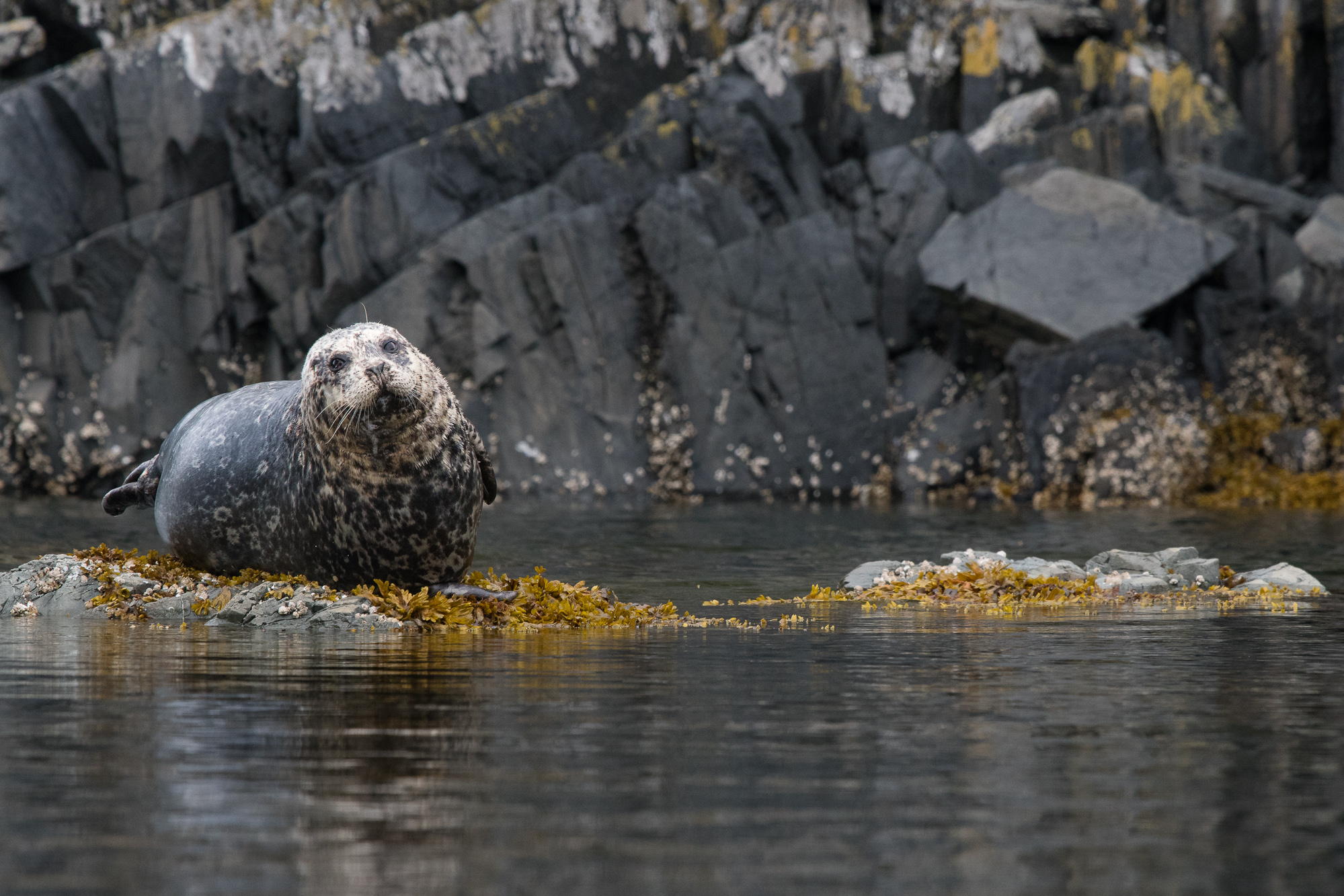 HarborSeal_LEV4070.jpg