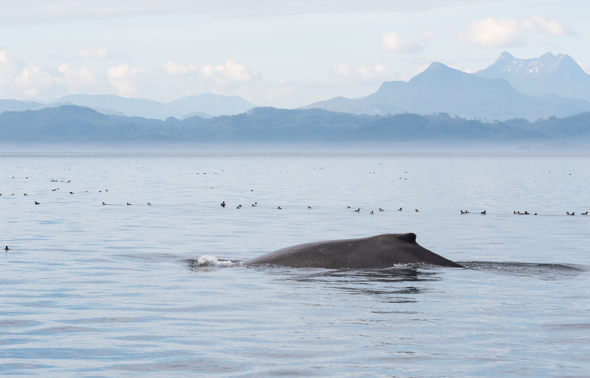 Humpback_BJL8734.jpg