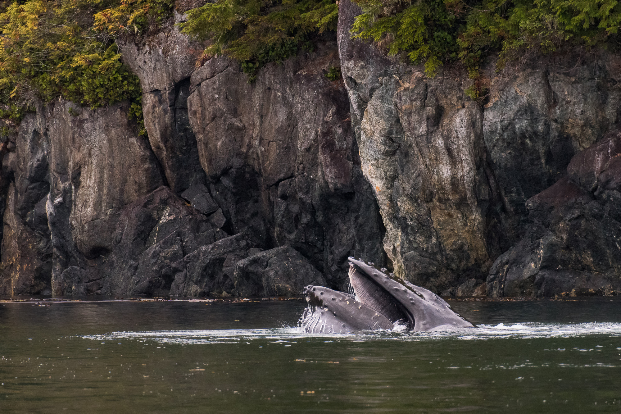 HumpbackWhale_LEV8025-Edit.jpg