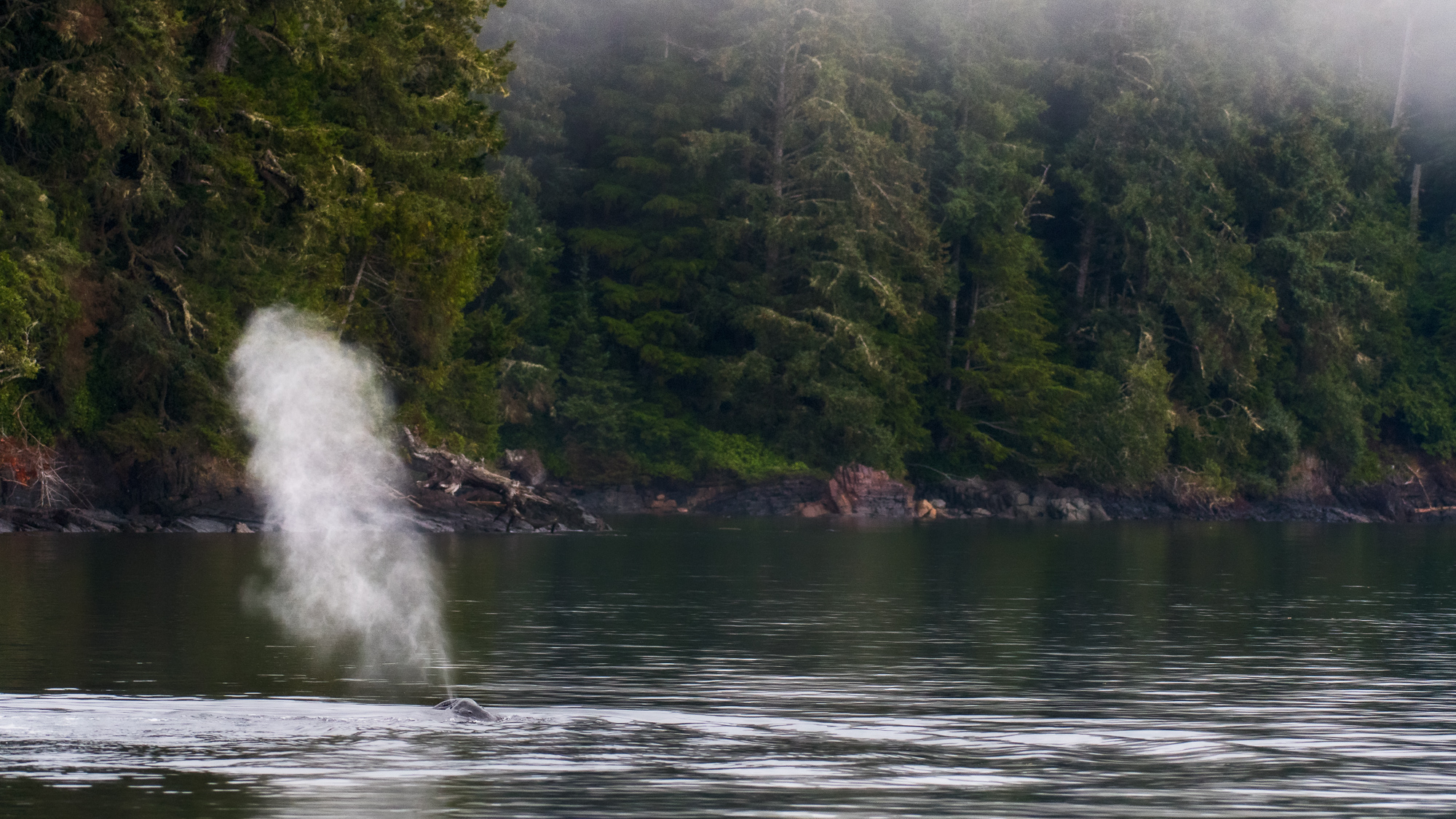 HumpbackWhale_LEV8350-Edit.jpg