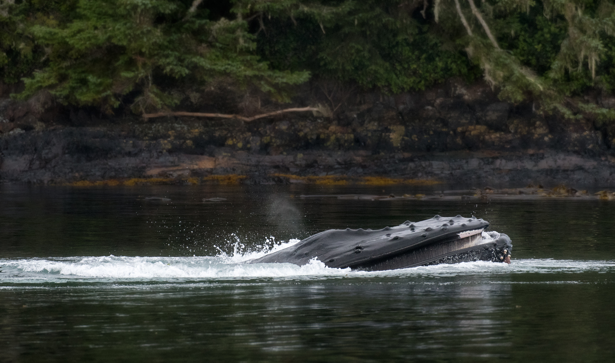 HumpbackWhale_LEV8470-Edit.jpg