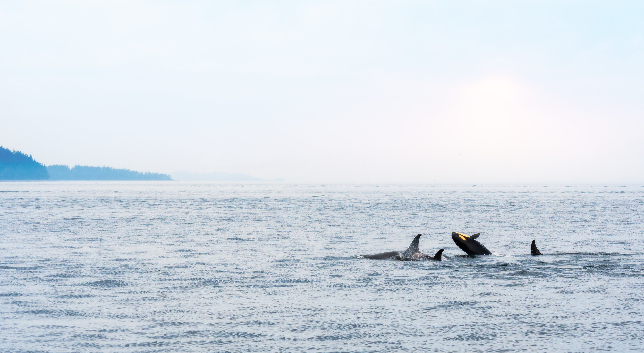 Orca_BJL8569-Edit_Edit-Edit.jpg