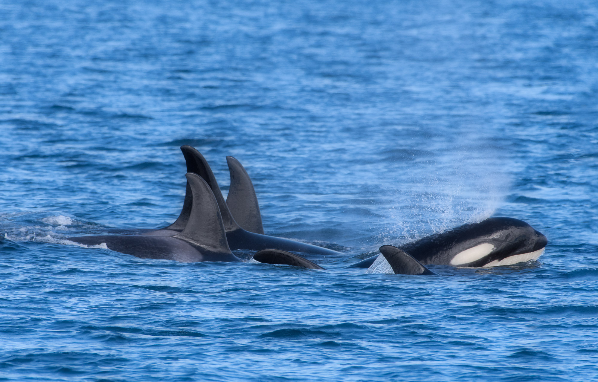 Orca_TLL4103-Edit.jpg