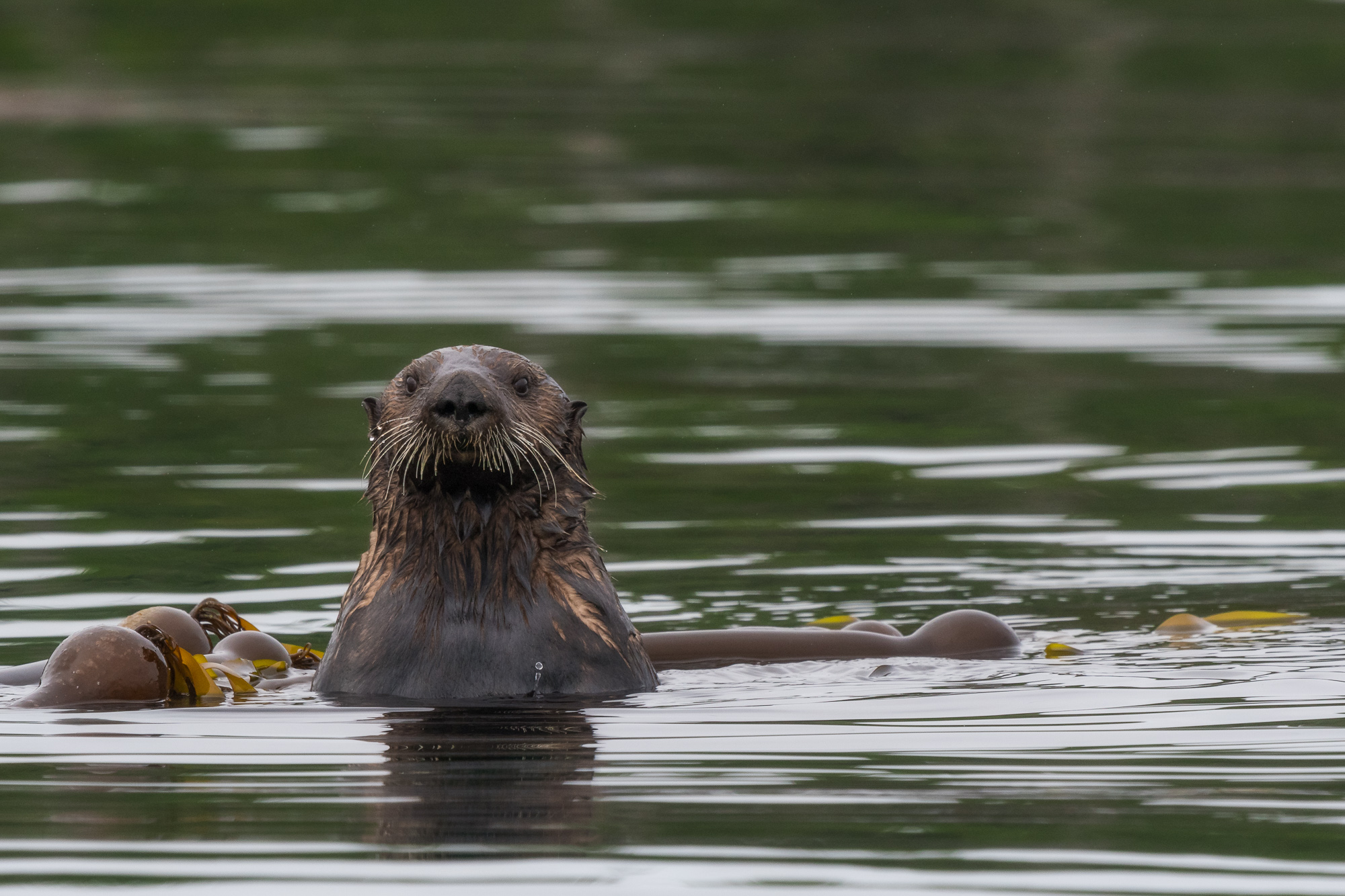 SeaOtter81617-9486-Edit-Edit.jpg