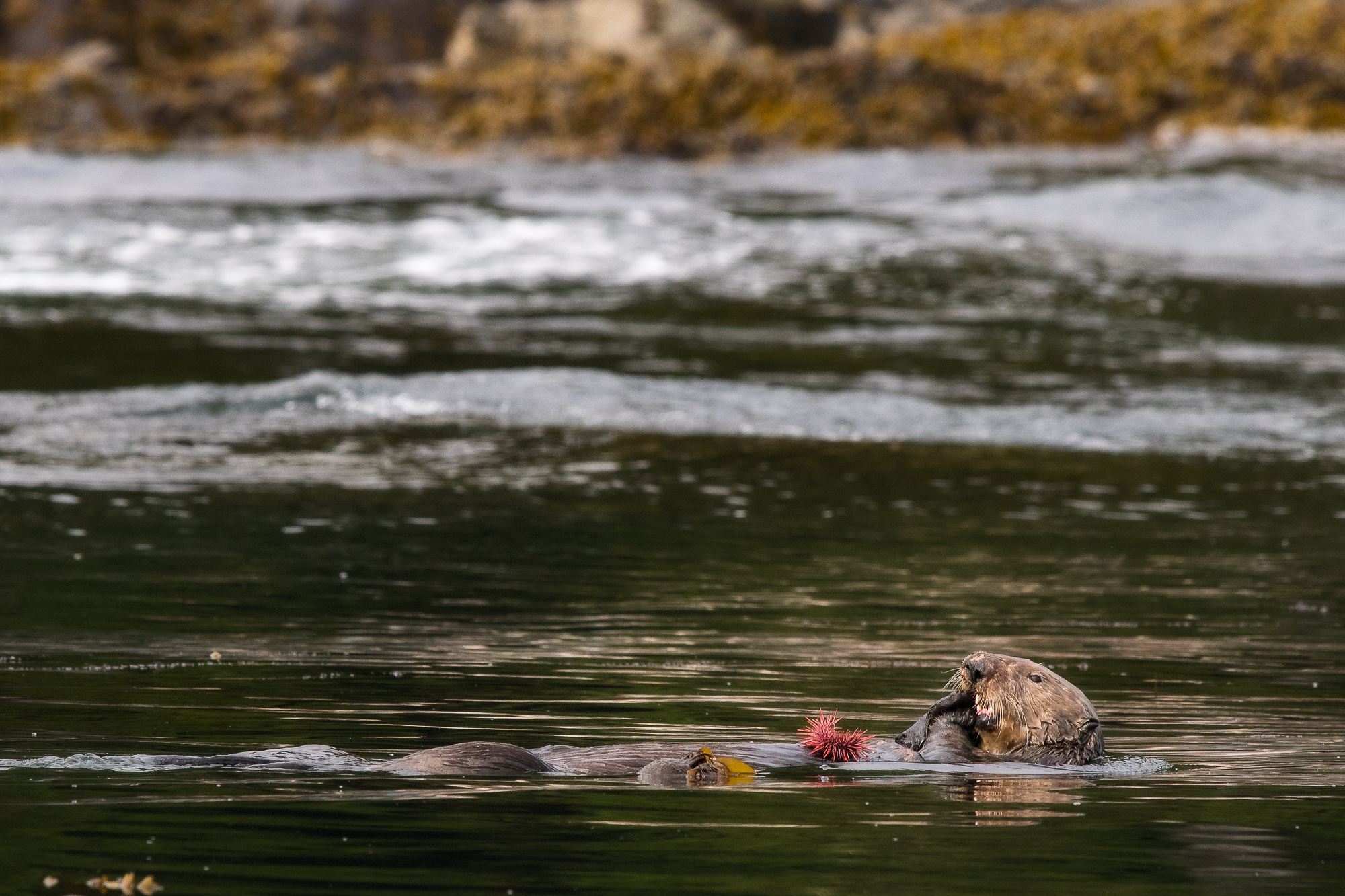 SeaOtter_LEV3651-Edit.jpg