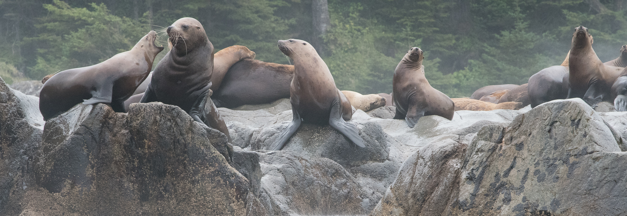 StellerSeaLion081617-2238.jpg