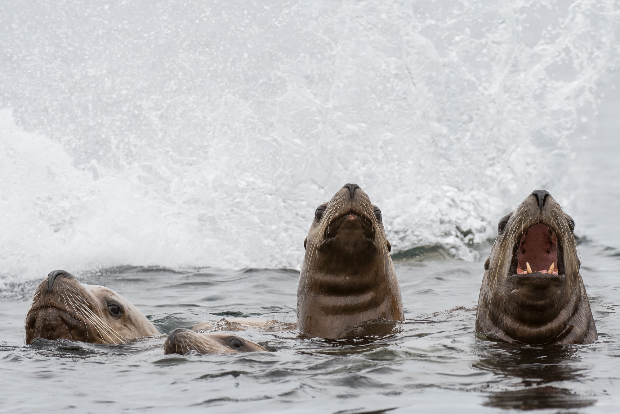 StellerSeaLions_LEV0957-Edit-Edit.jpg