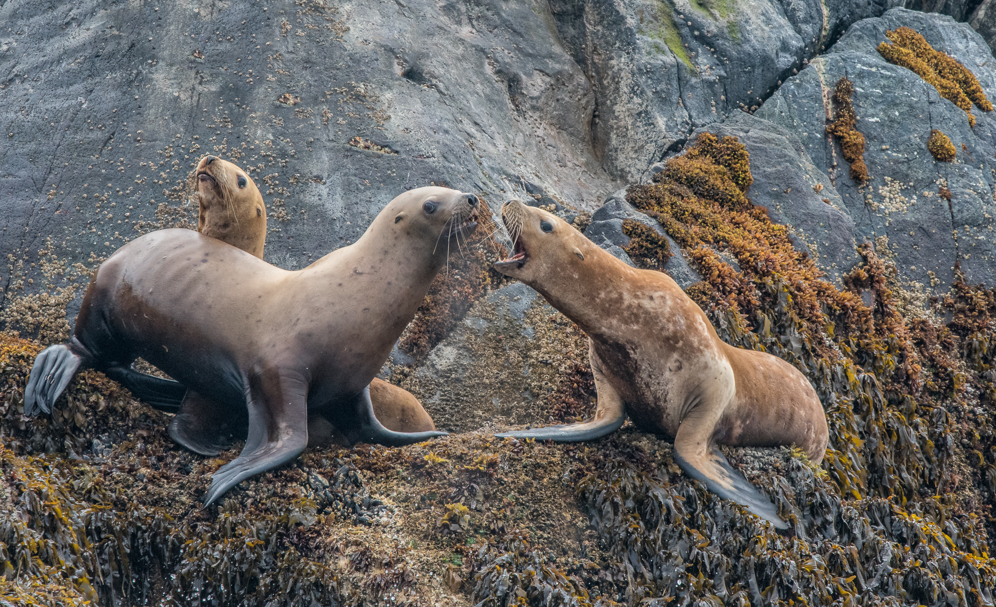 StellerSeaLions_LEV1661-Edit.jpg