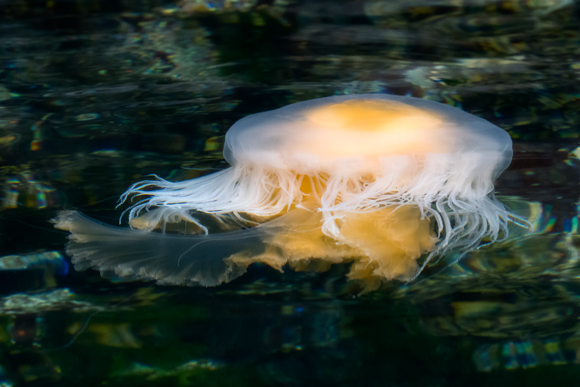 YolkJellyfish_BJL8682-Edit.jpg