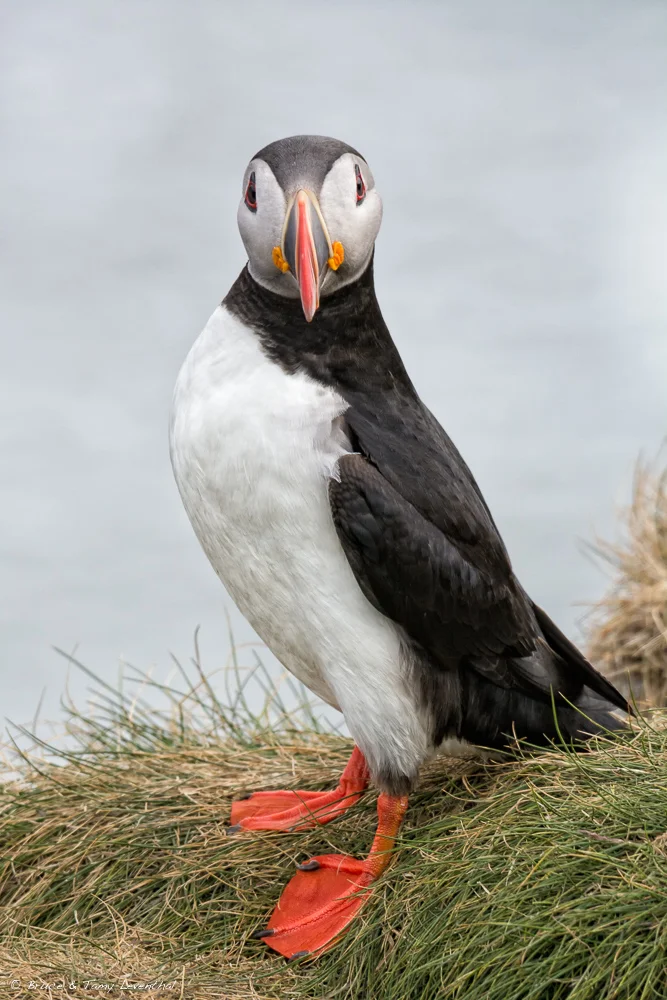 Atlantic Puffin - Nikon D500 + 200-500mm f/5.6 @ 500mm and f/8