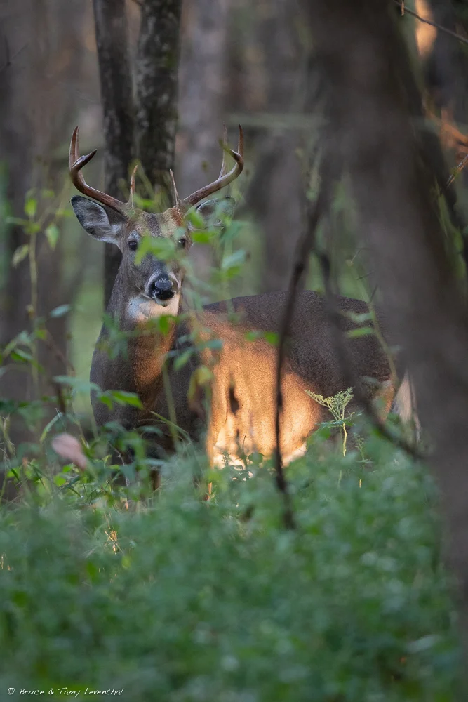 Buck - Nikon D500 + Nikon 500mm f/5.6E PF ED VR, ISO 1600