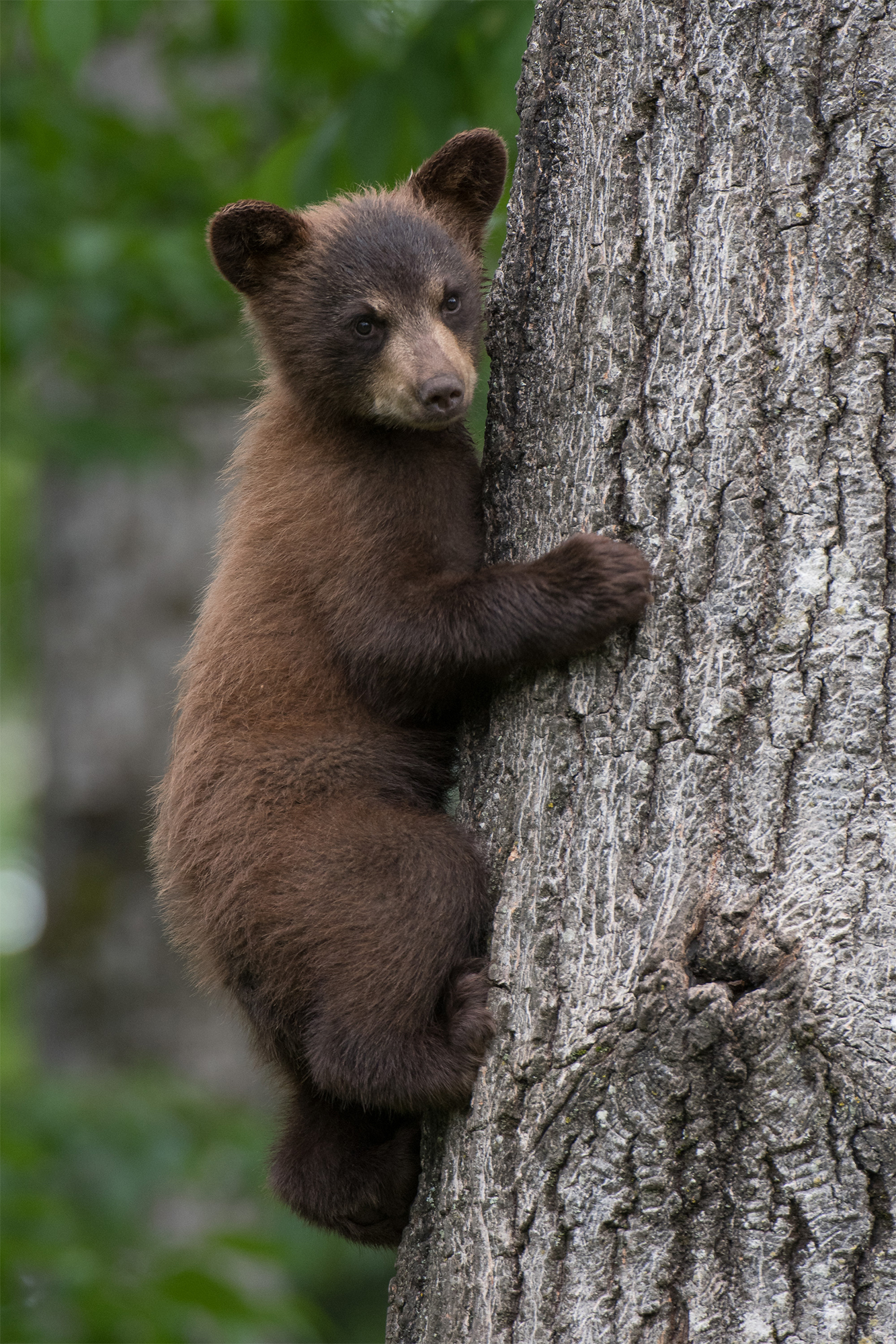 BlackBear-7060.jpg