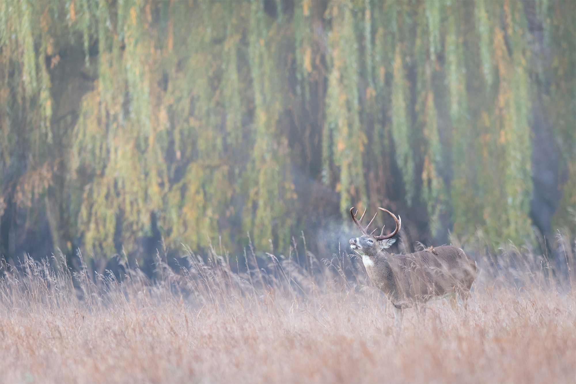 DeerFortSnelling_BTL0454-Edit.jpg