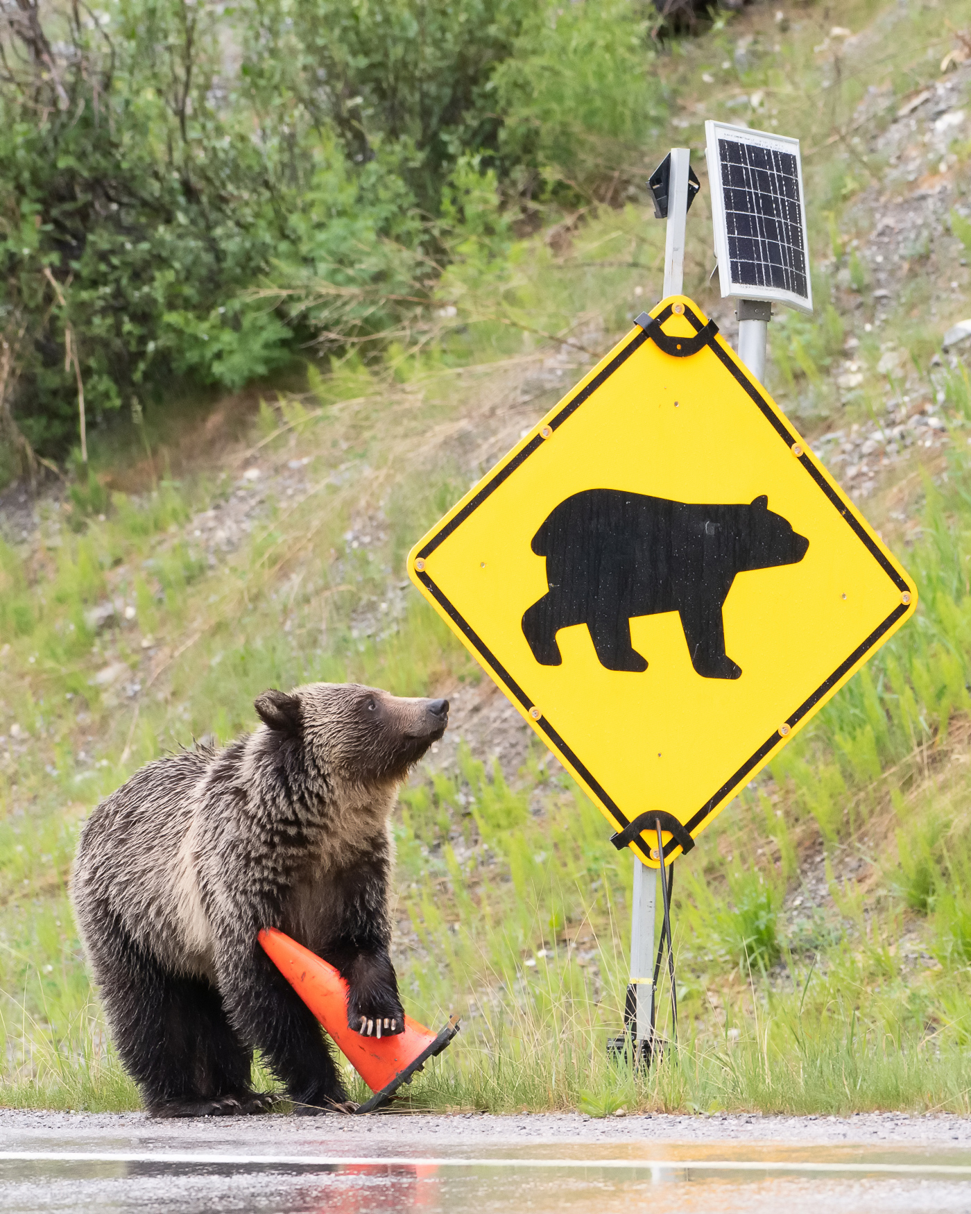 GrizzlySign_TLL7033.jpg