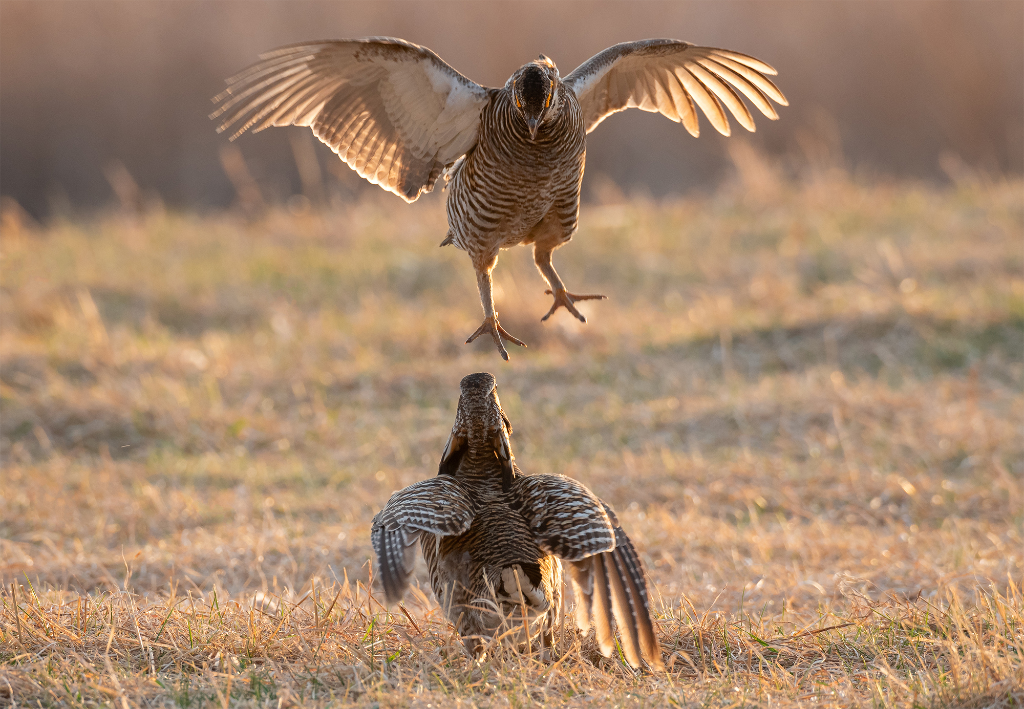 PrairieChicken_LEV2929-Edit.jpg