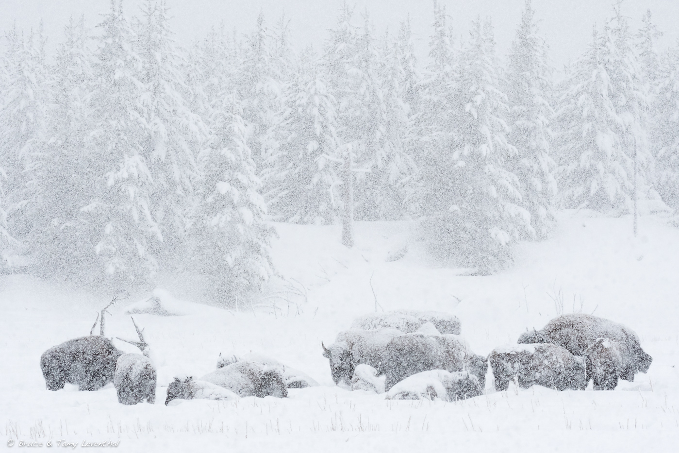 BisonSnow_LEV8296-Edit.jpg