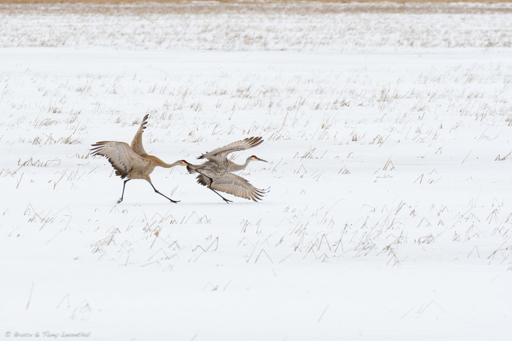 CraneFight_LEV1546-Edit.jpg