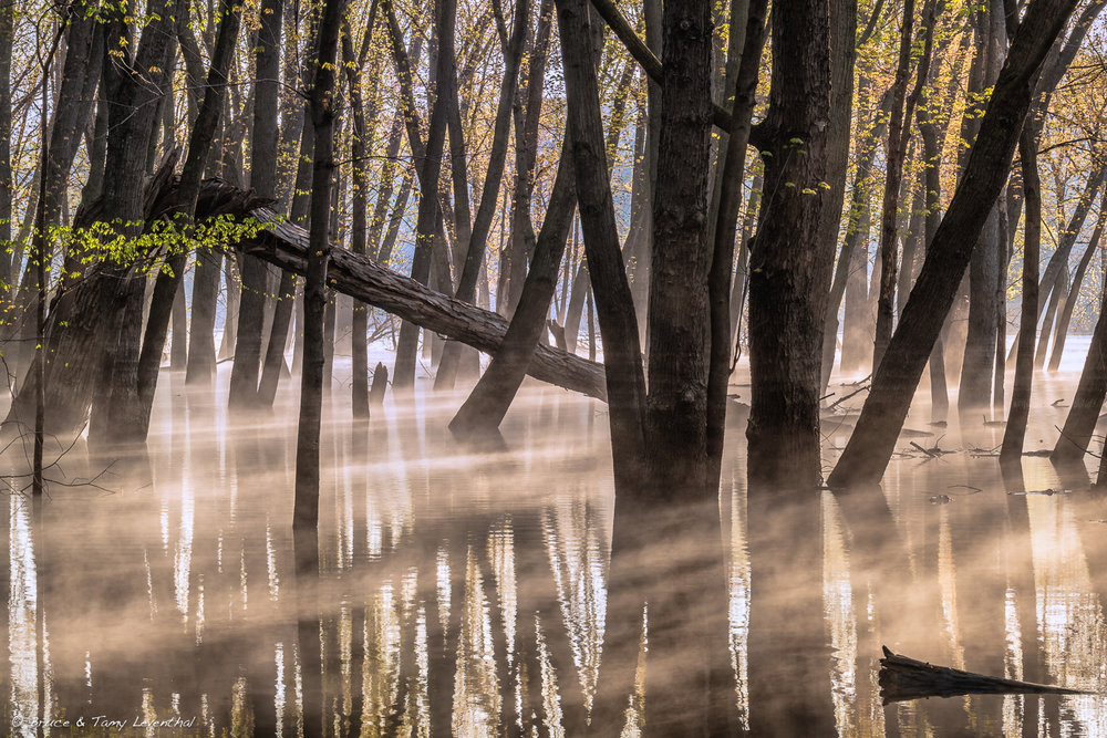 FloodedForest_BJL2727-HDR-Edit.jpg