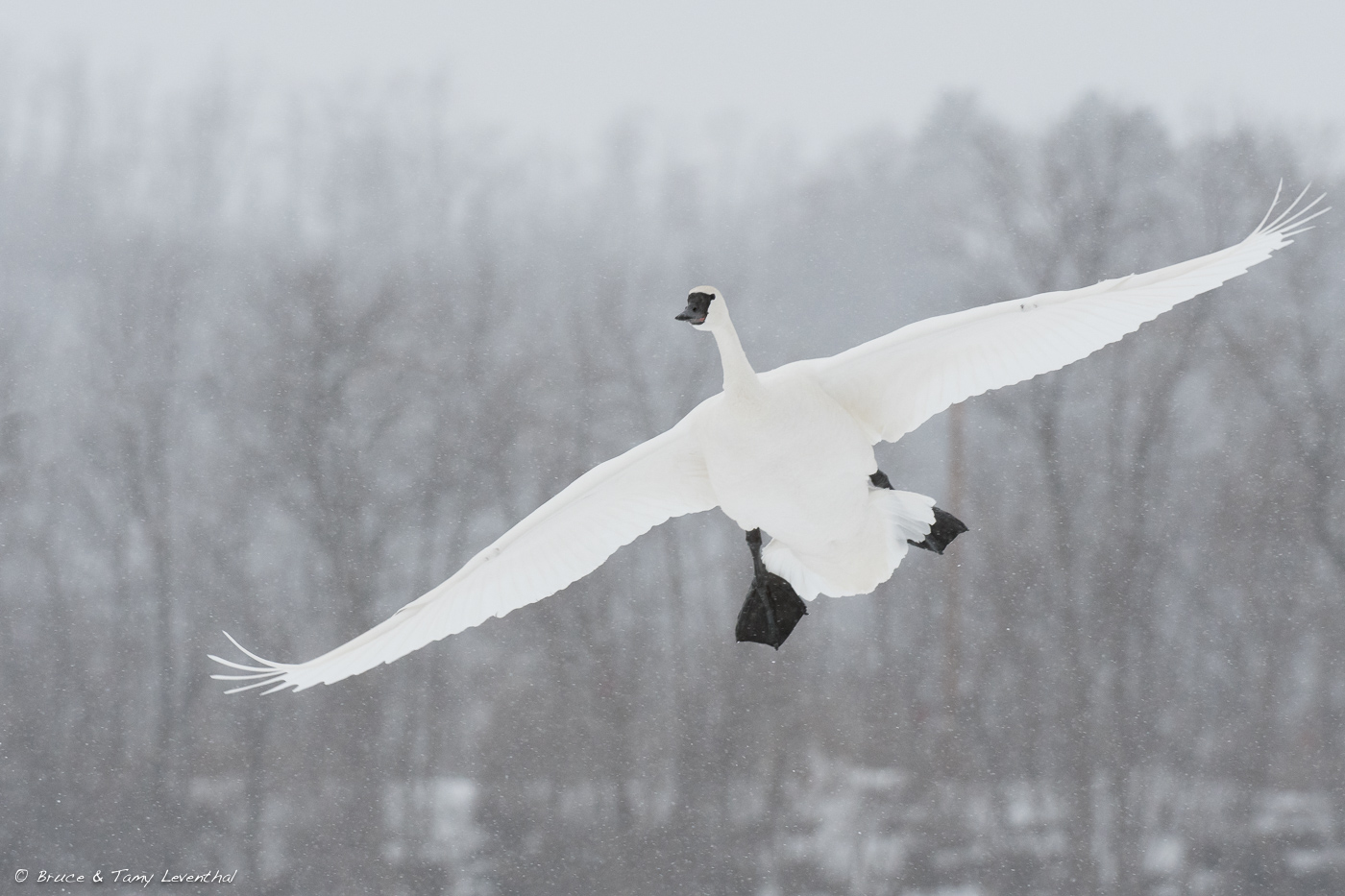 SwanTrumpeterSwanTrumpeter2-16-18_LEV9791-Edit.jpg