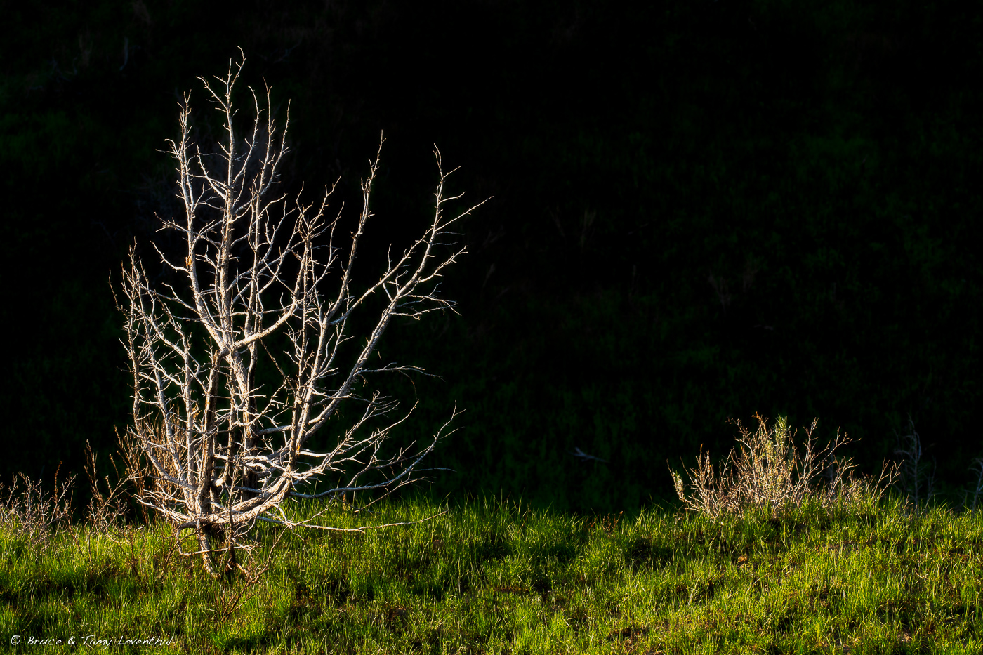 TreeBones_LEV4962-Edit.jpg