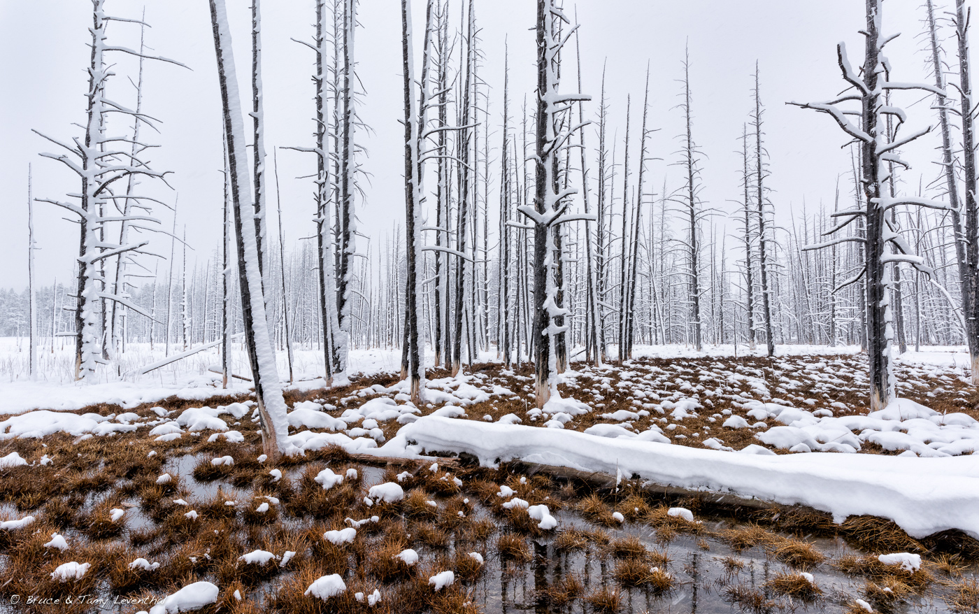 YellowstoneTreeBones_BTL2034-Pano-Edit.jpg
