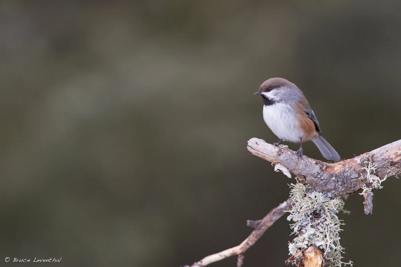 BorealChickadee_93A2160 - 2013-02-23.jpg