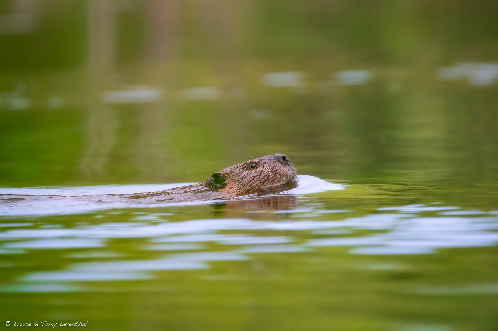 Beaver-BLS1017-9.jpg