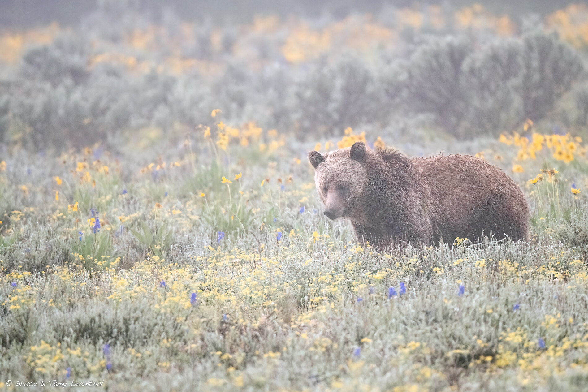 19Grizzly Bear-_LEV2294-Edit.jpg