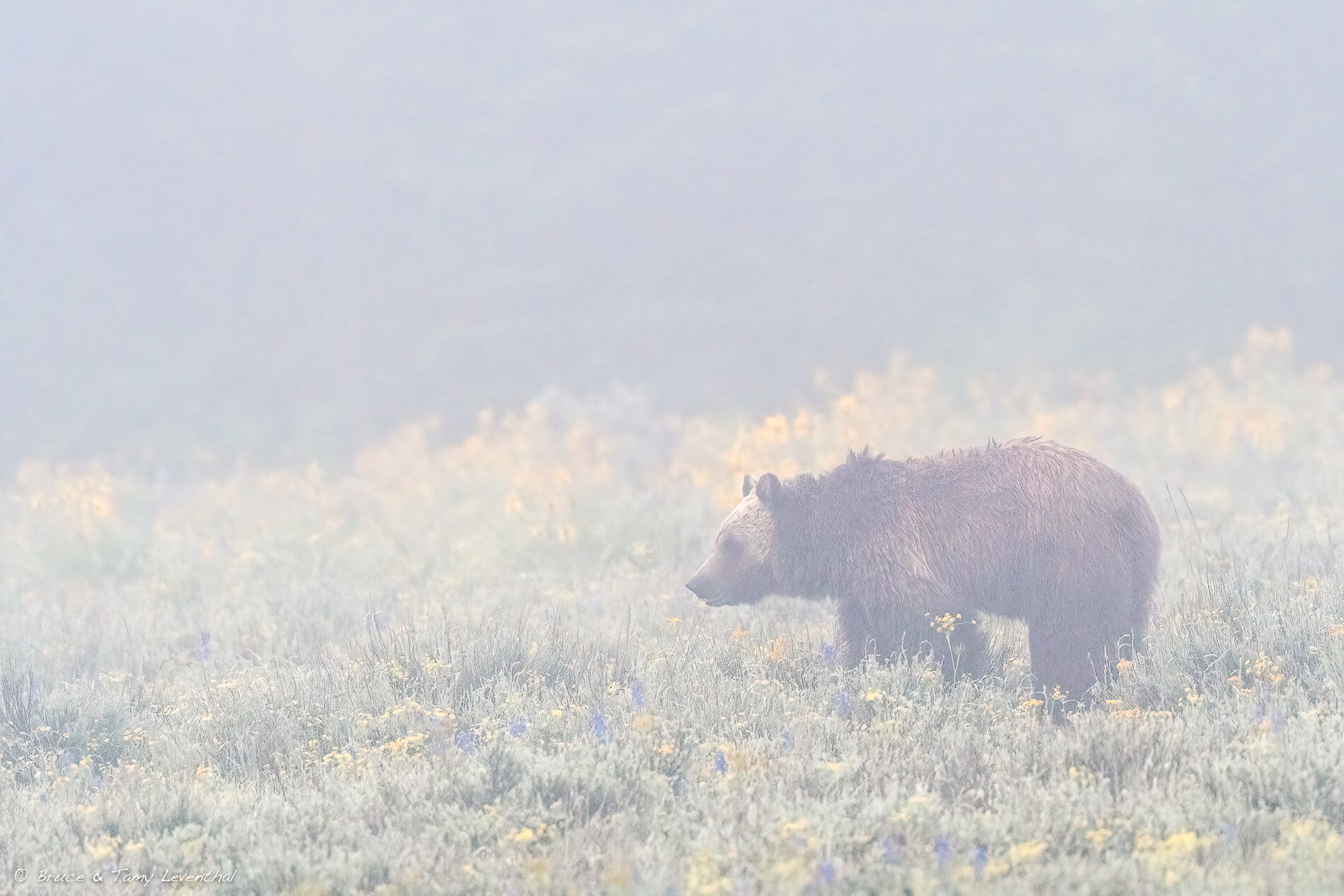 20Grizzly Bear-_LEV2384-Edit-Edit.jpg