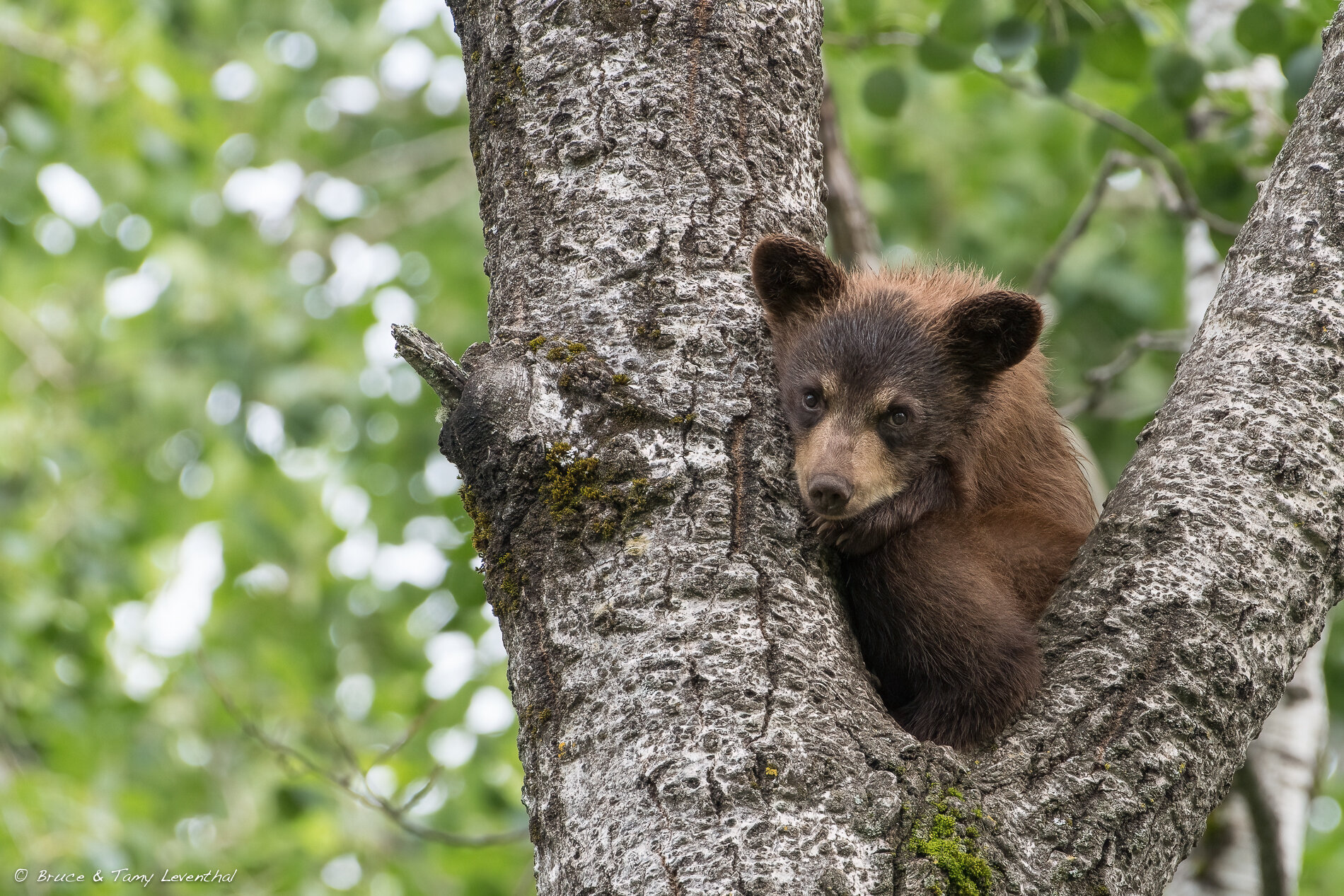 27BlackBearcub_TLL1943-Edit.jpg