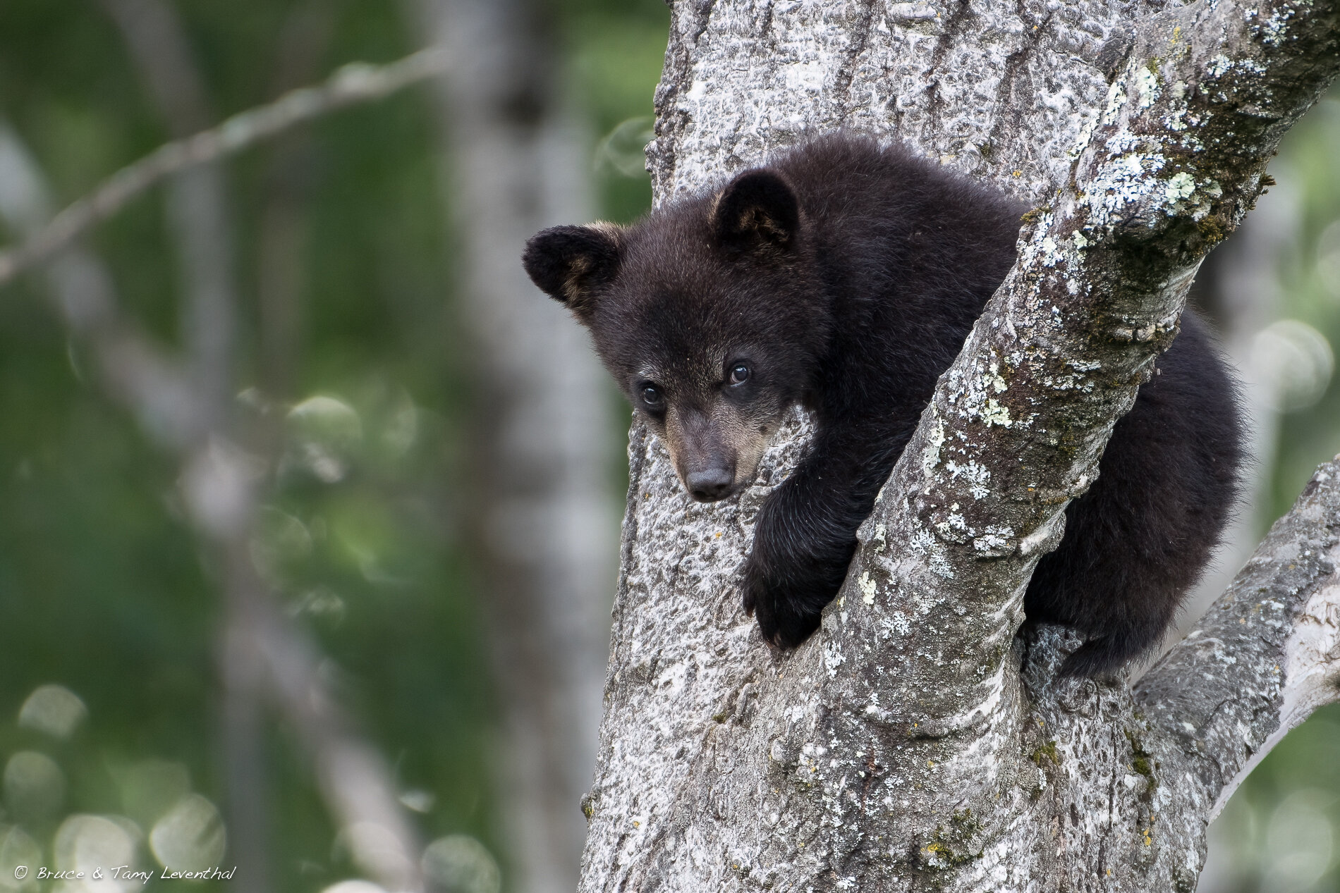 30BlackBearcub_TLL2087-Edit.jpg