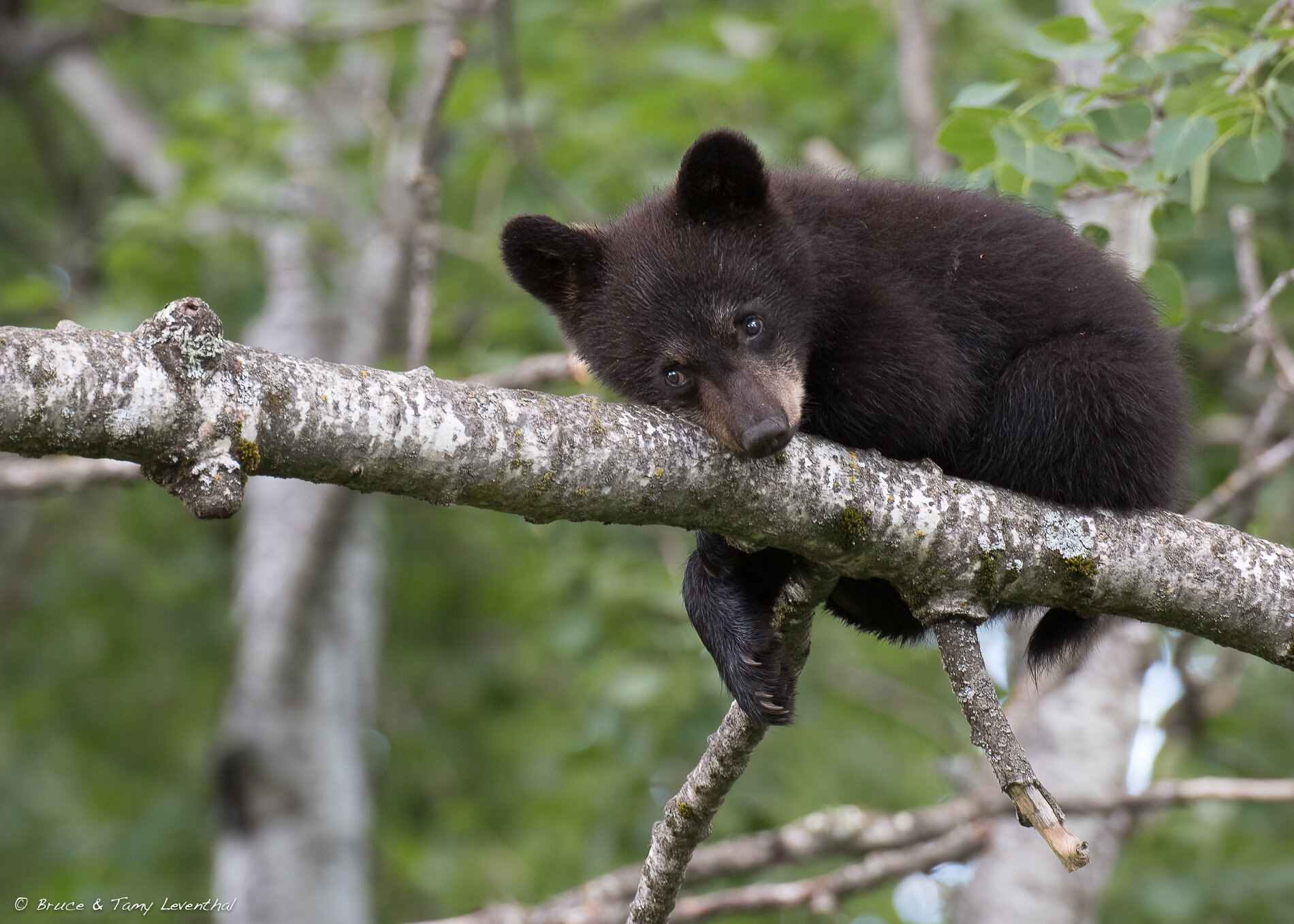 31BlackBearCubBlack Bear-7196-Edit.jpg