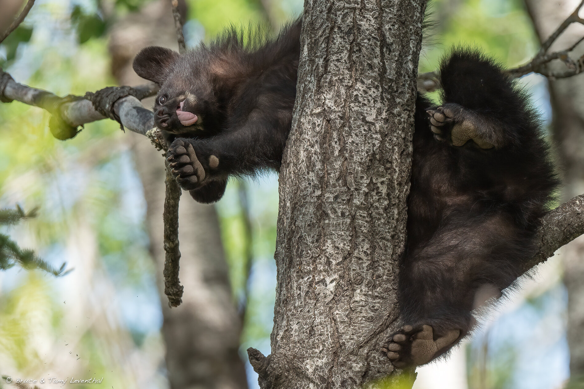 32BlackBearCub_LEV0198-Edit-Edit.jpg