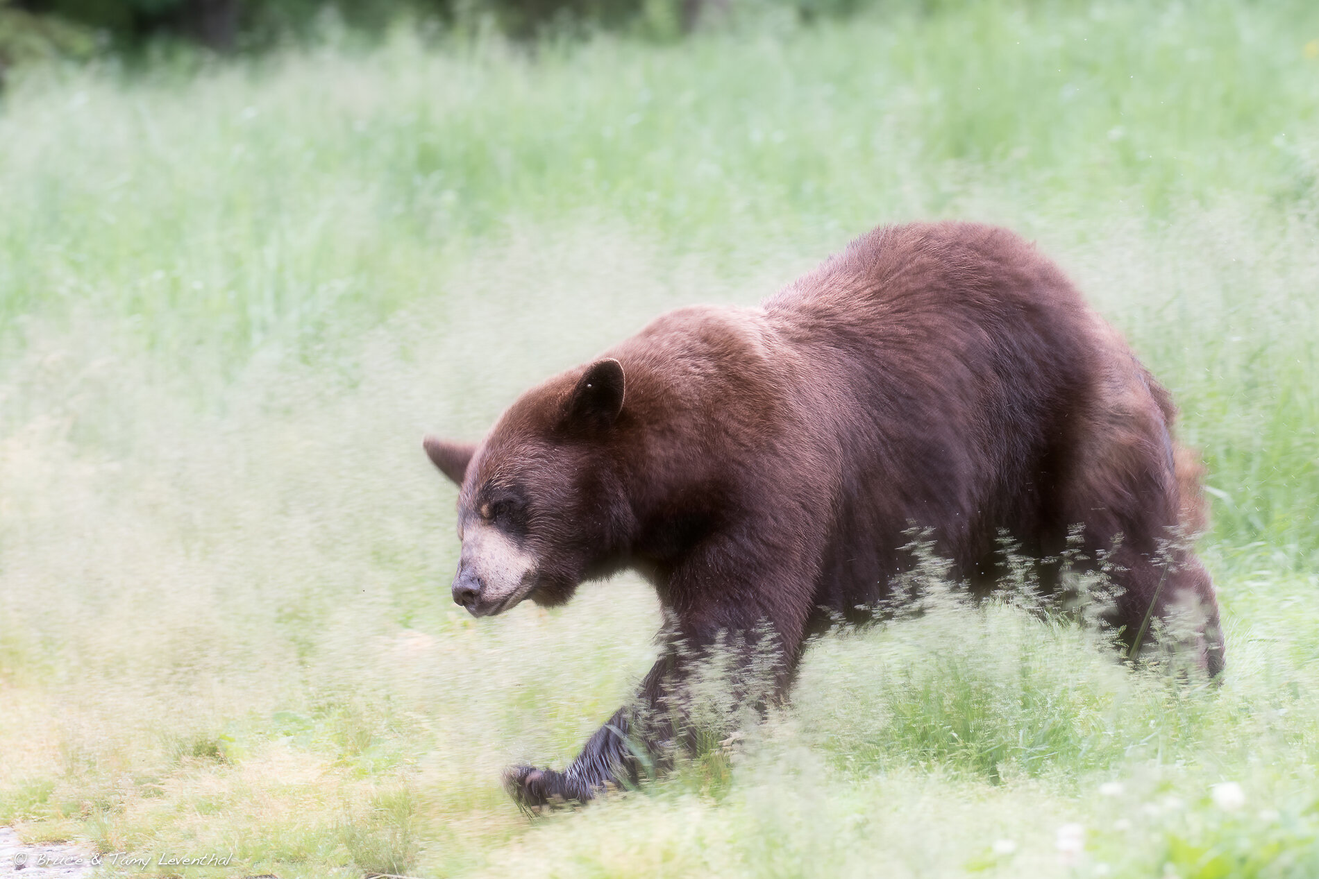 34BlackBearBlackBear-6954-Edit.jpg