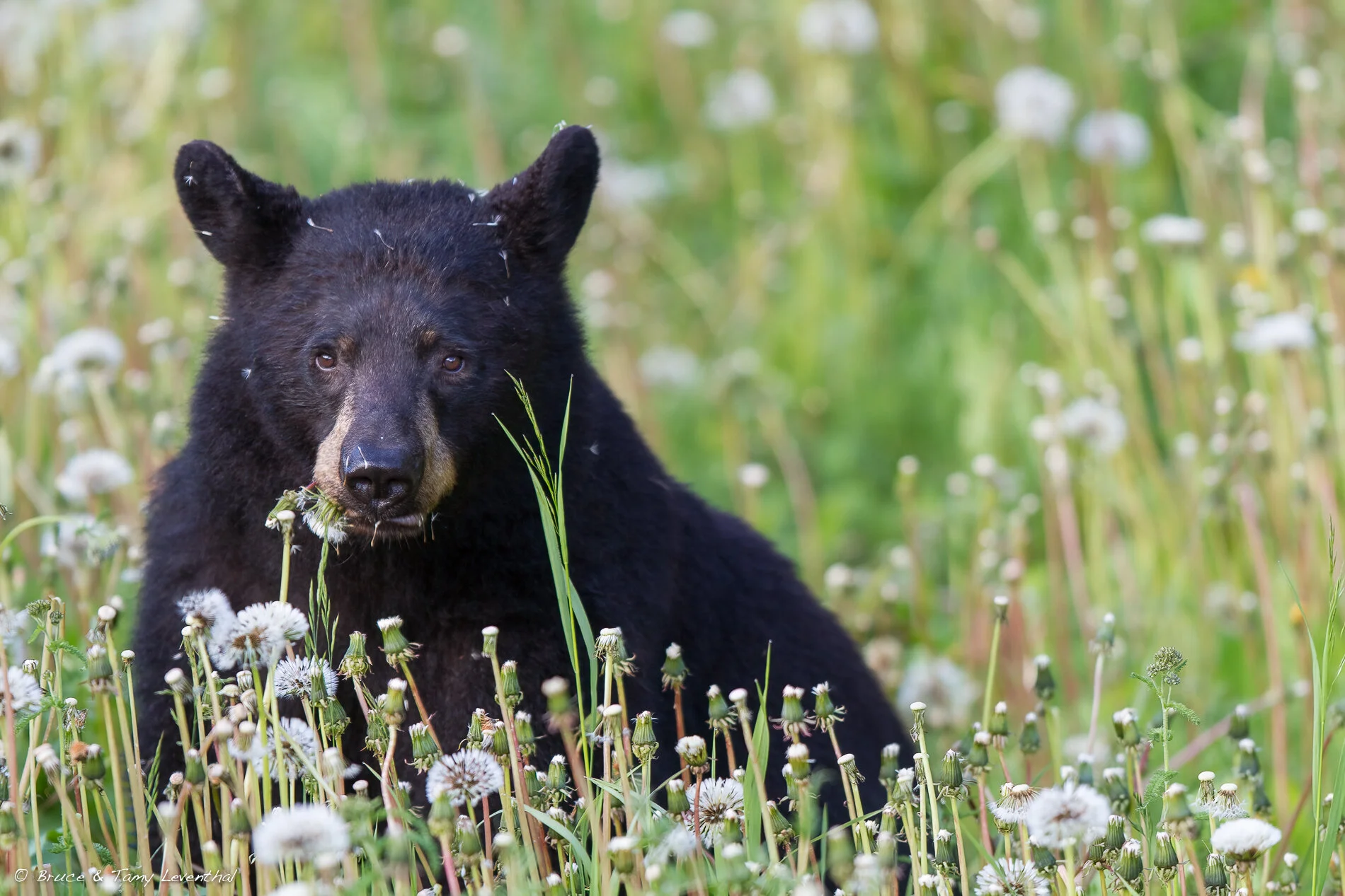38BlackBear_MG_0030-Edit.jpg