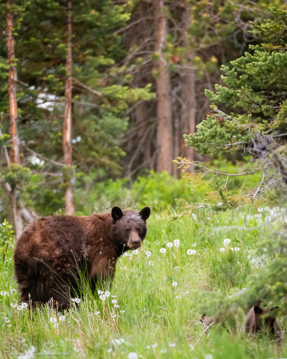 33BlackBearBlack Bear-_BLZ2036-Edit-Edit.jpg