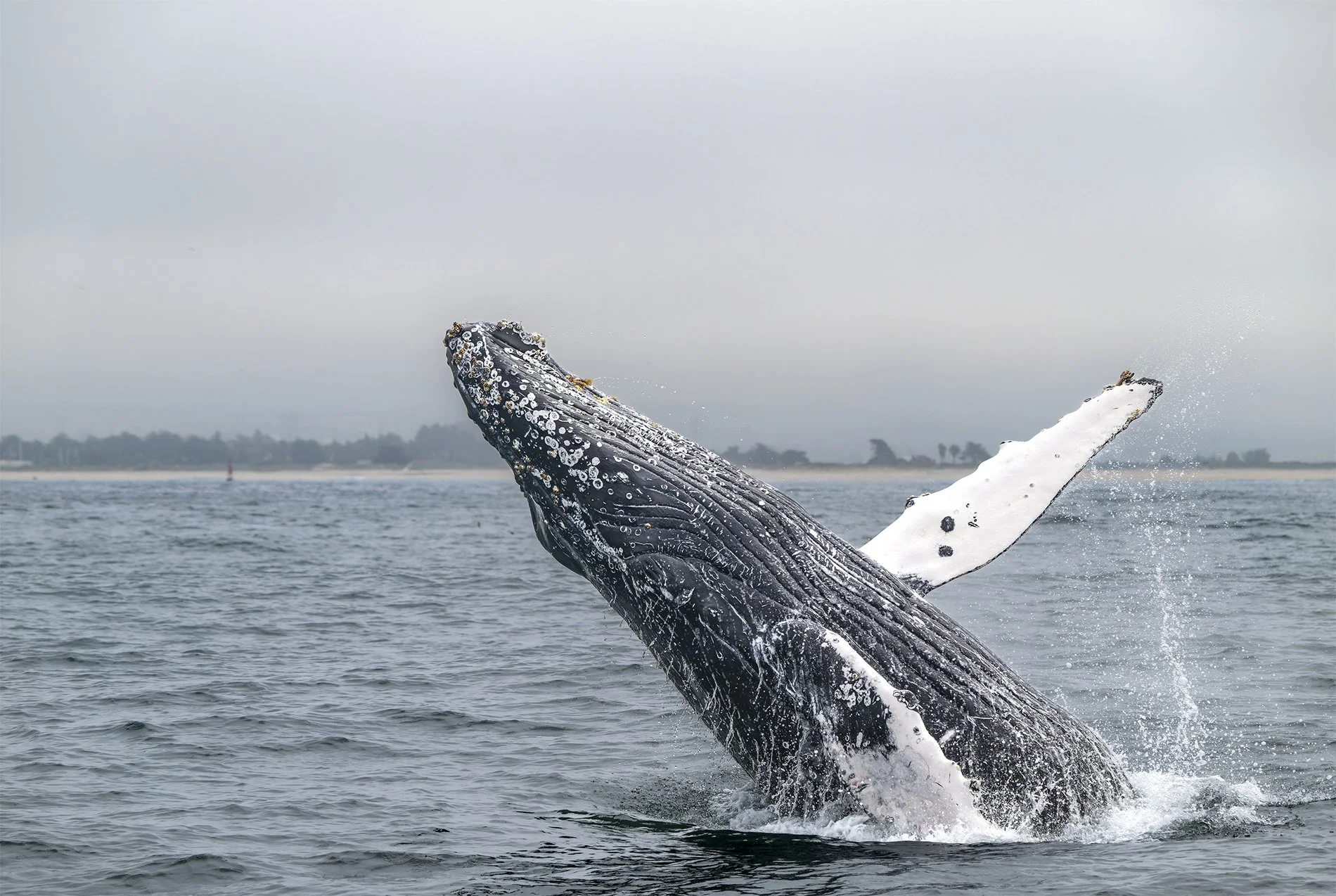 S-Winter Breach Humpback CoastlineZ8O_4015-NEF_DxO_DeepPRIMEXD.jpg