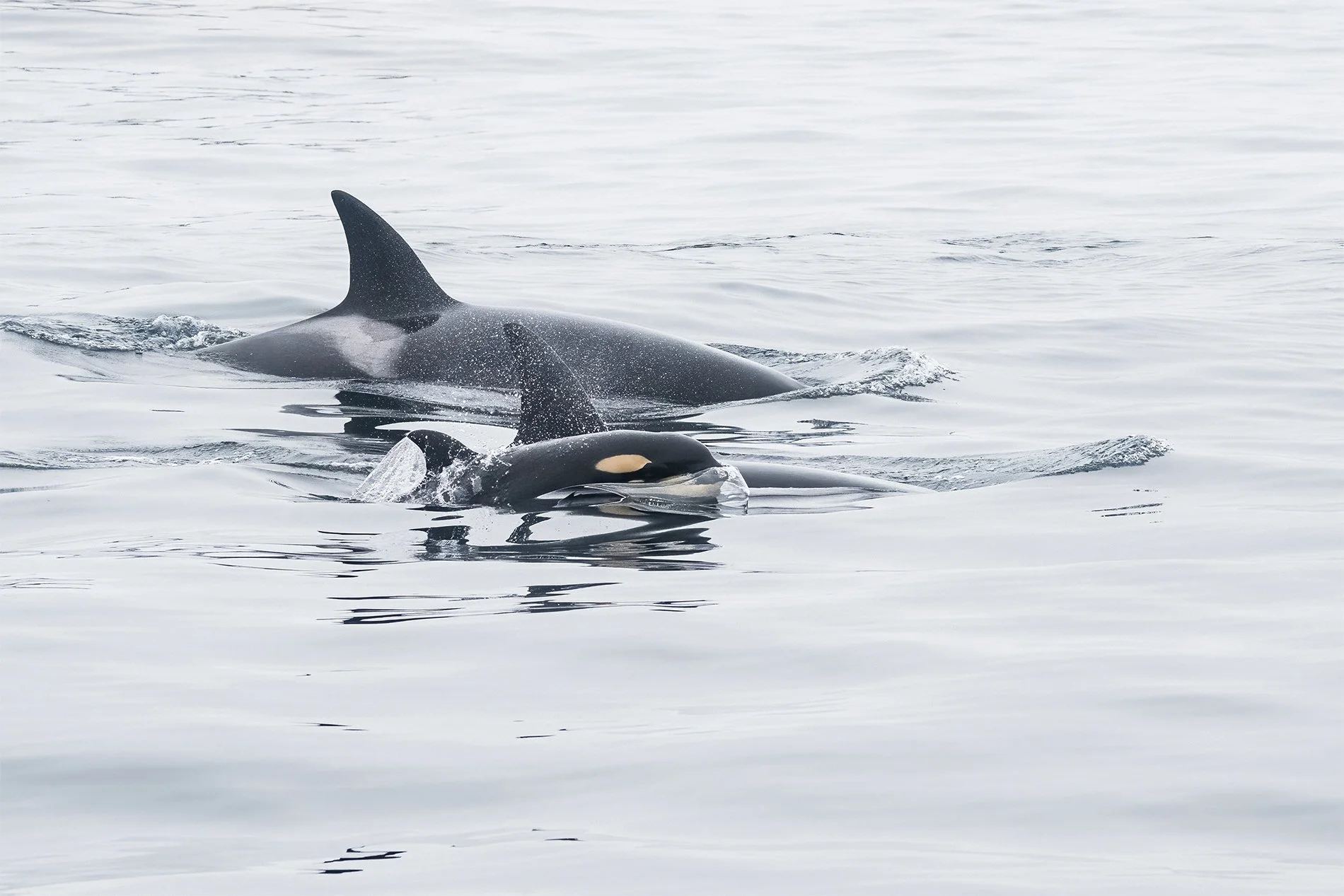 S-Small Orca PodZ8O_7494.jpg