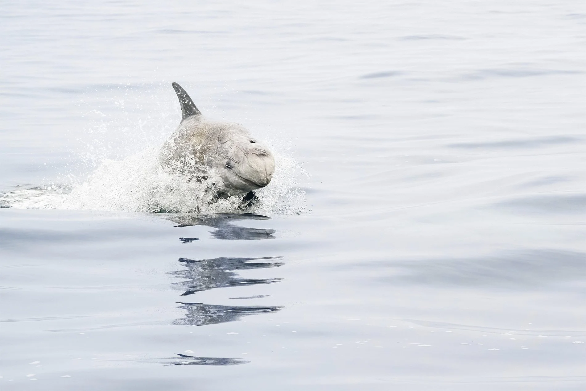 S-Risso Dolphin ApproachingZ8O_7572.jpg