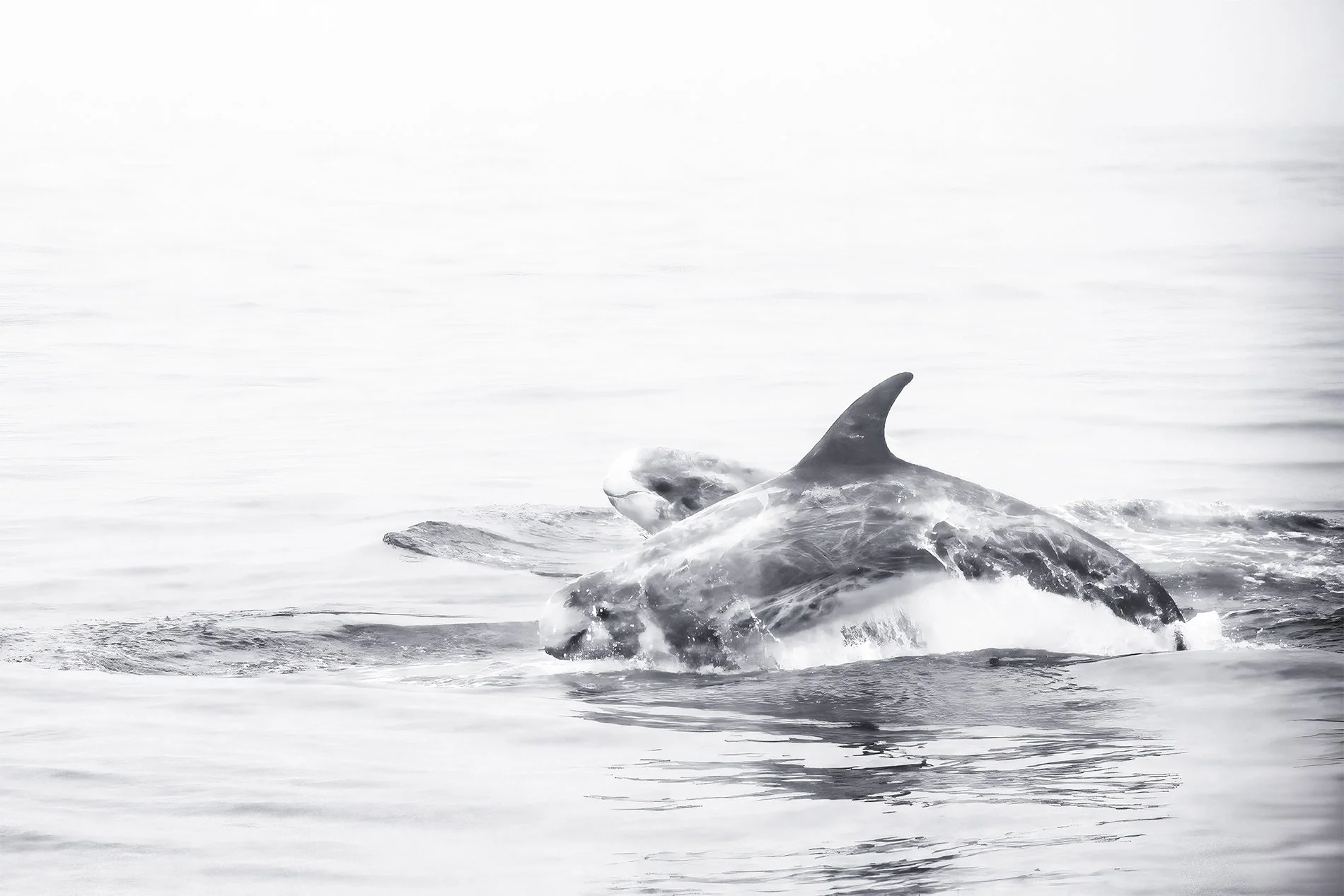 S-Rissos Dolphin Z8O_5357-Edit-Edit-Edit.jpg