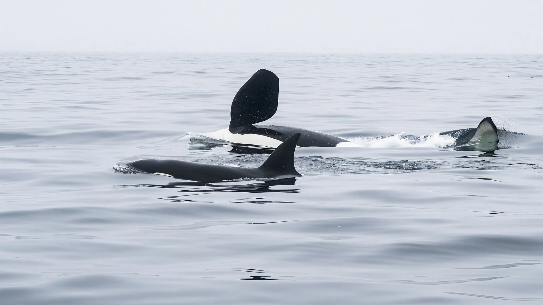 S-Orcas Swimming TogetherZ8O_7289.jpg