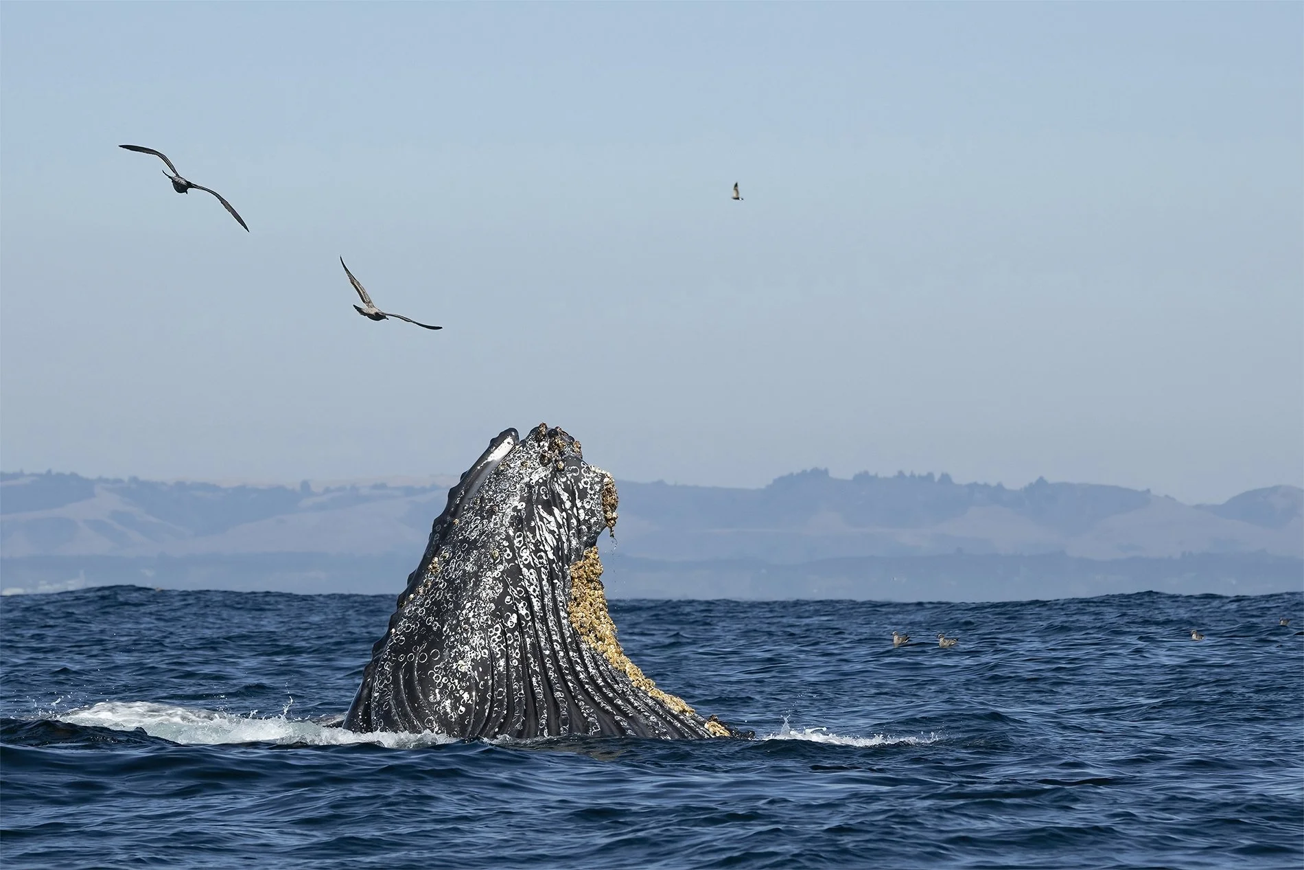 S-Humpback Surfacing BJL_8321.jpg