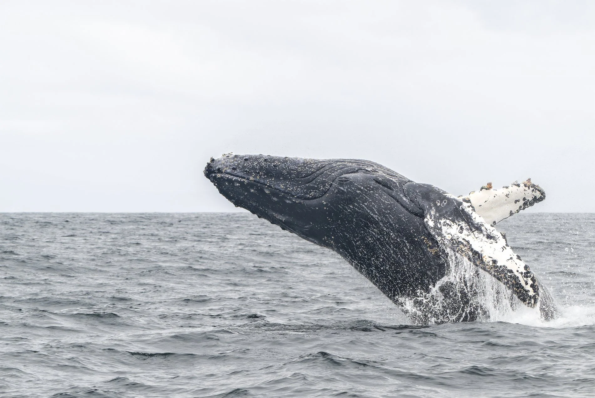 S-Humpback Big BreachZ8O_3181-NEF_DxO_DeepPRIMEXD-Edit.jpg