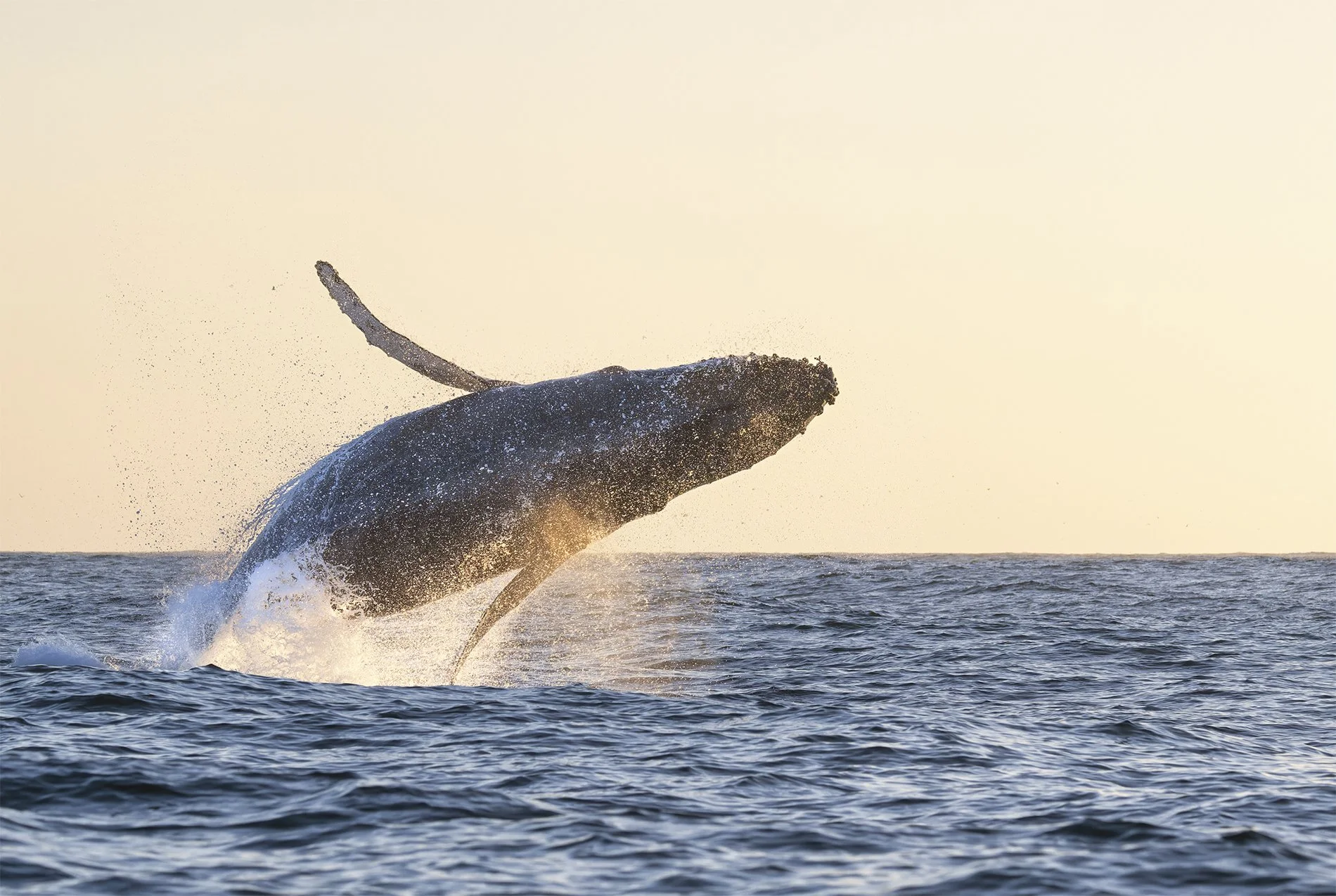 S-Humpack Breaching Sunset IIZ8O_3857-NEF_DxO_DeepPRIMEXD-Edit.jpg